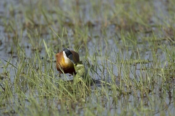 African Jacana (Actophilornis africanus) adult, foraging under waterlily leaf in shallow water, Gambia, February