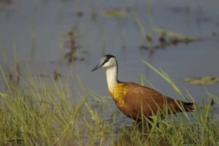 Framed Print : African Jacana (Actophilornis africanus) adult, standing in shallow water, Gambia, February Framed Print : African Jacana (Actophilornis africanus) adult, standing in shallow water, Gambia, February