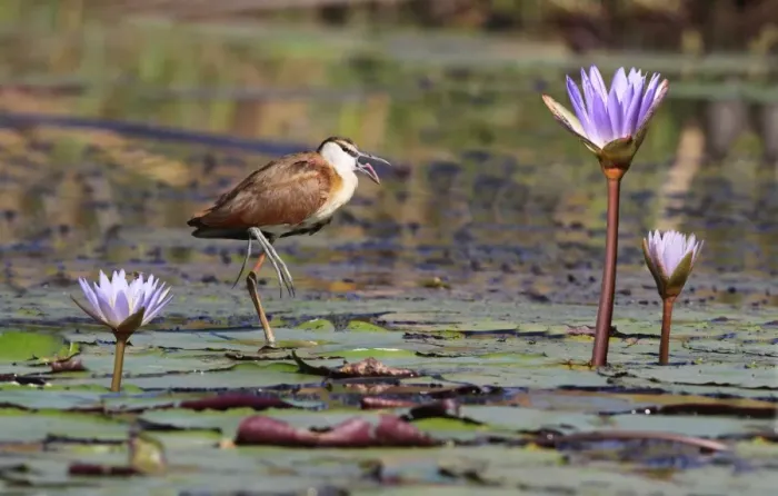 Framed Print : African Jacana (Actophilornis africanus) immature, yawning, standing on waterlily pads in wetland, Okavango Delta, Botswana Framed Print : African Jacana (Actophilornis africanus) immature, yawning, standing on waterlily pads in wetland, Okavango Delta, Botswana
