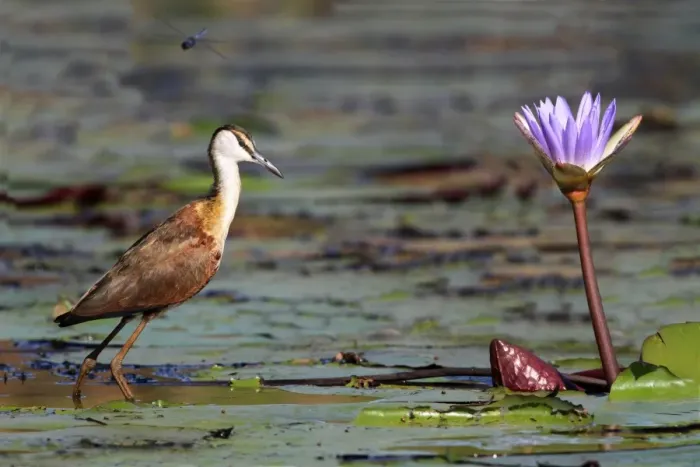 Framed Print : African Jacana (Actophilornis africanus) immature, walking on waterlily pads in wetland, with dragonfly in flight overhead, Okavango Delta, Botswana
