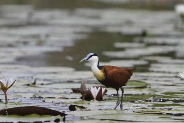 Framed Print : African Jacana, is well Adapted for walking on lilies