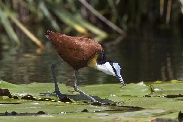 African Jacana, note the foot which is well Adapted for walking on lilies and the fish in its bill