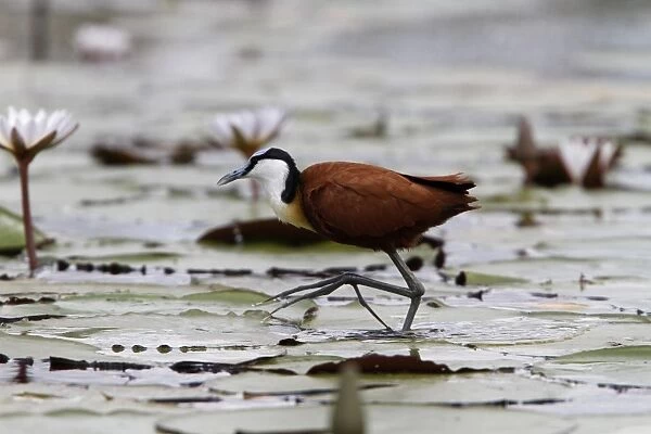 African Jacana, note the foot which is well Adapted for walking on lilies
