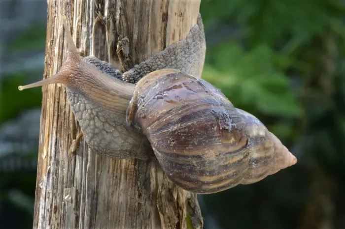 Framed Print : African Land Snail (Achatina fulica) introduced species, adult, crawling on stem, Trivandrum Framed Print : African Land Snail (Achatina fulica) introduced species, adult, crawling on stem, Trivandrum