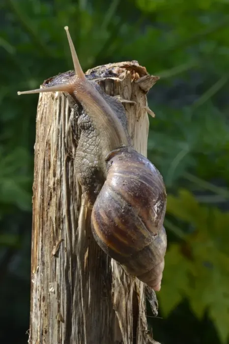 Framed Print : African Land Snail (Achatina fulica) introduced species, adult, crawling on stem, Trivandrum