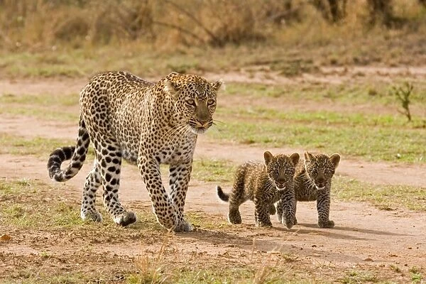 African Leopard (Panthera pardus pardus) adult female with two cubs, walking, Masai Mara, Kenya