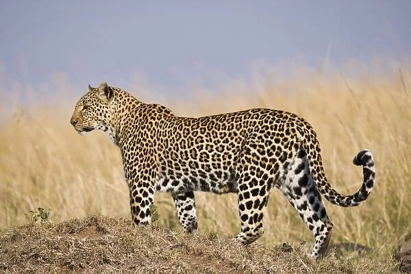African Leopard (Panthera pardus pardus) adult female, standing on mound in long grass, Masai Mara, Kenya