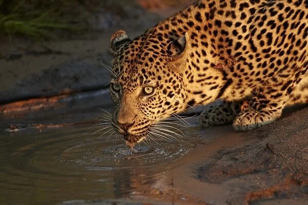 African Leopard (Panthera pardus pardus) adult male, close-up of head and front paws, drinking from puddle
