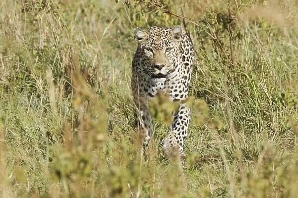 African Leopard (Panthera pardus pardus) adult, walking in savannah, Masai Mara, Kenya, October