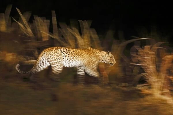 African Leopard (Panthera pardus pardus) adult, walking in savannah at night, blurred movement, South Luangwa N. P
