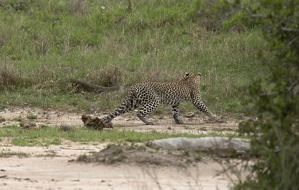 African Leopard (Panthera pardus pardus) adult, carefully avoiding Nile Monitor (Varanus niloticus) adult, Kruger N. P