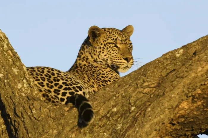 Framed Print : African Leopard (Panthera pardus pardus) adult, resting in tree, Serengeti N. P. Tanzania Framed Print : African Leopard (Panthera pardus pardus) adult, resting in tree, Serengeti N. P. Tanzania