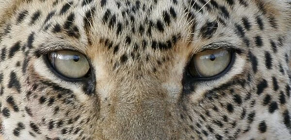 African Leopard (Panthera pardus pardus) adult, close-up of eyes, South Africa