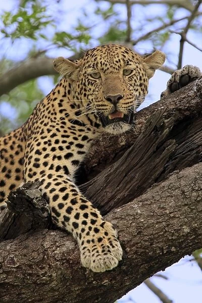 African Leopard (Panthera pardus pardus) adult, resting in tree, Sabi Sabi Game Reserve, Kruger N. P. South Africa