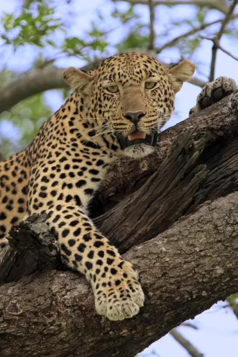 Framed Print : African Leopard (Panthera pardus pardus) adult, resting in tree, Sabi Sabi Game Reserve, Kruger N. P. South Africa Framed Print : African Leopard (Panthera pardus pardus) adult, resting in tree, Sabi Sabi Game Reserve, Kruger N. P. South Africa