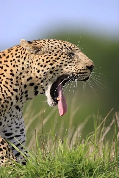 African Leopard (Panthera pardus pardus) adult, yawning, close-up of head, Sabi Sabi Game Reserve, Kruger N. P. South Africa