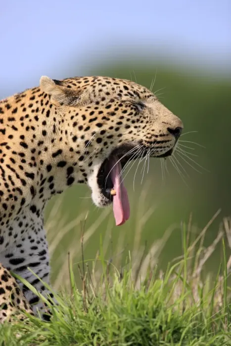 Framed Print : African Leopard (Panthera pardus pardus) adult, yawning, close-up of head, Sabi Sabi Game Reserve, Kruger N. P. South Africa Framed Print : African Leopard (Panthera pardus pardus) adult, yawning, close-up of head, Sabi Sabi Game Reserve, Kruger N. P. South Africa