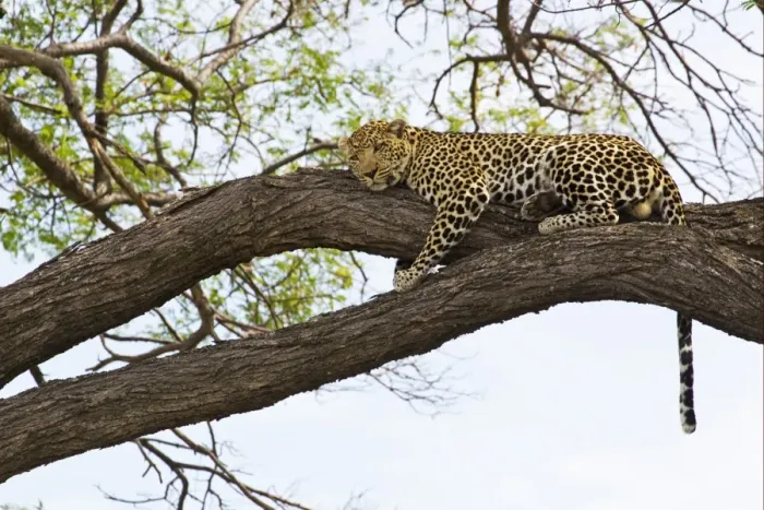 Framed Print : African Leopard (Panthera pardus pardus) adult, resting on tree branch, Okavango Delta, Botswana Framed Print : African Leopard (Panthera pardus pardus) adult, resting on tree branch, Okavango Delta, Botswana