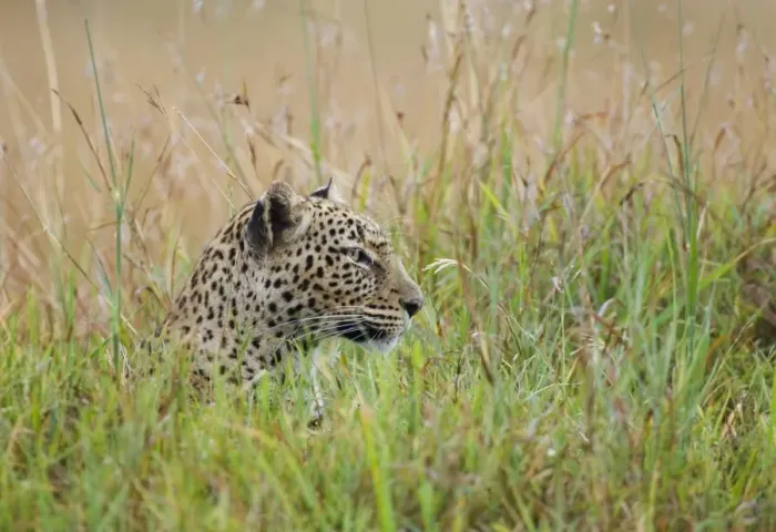 Framed Print : African Leopard (Panthera pardus pardus) adult, head amongst grass, Masai Mara, Kenya