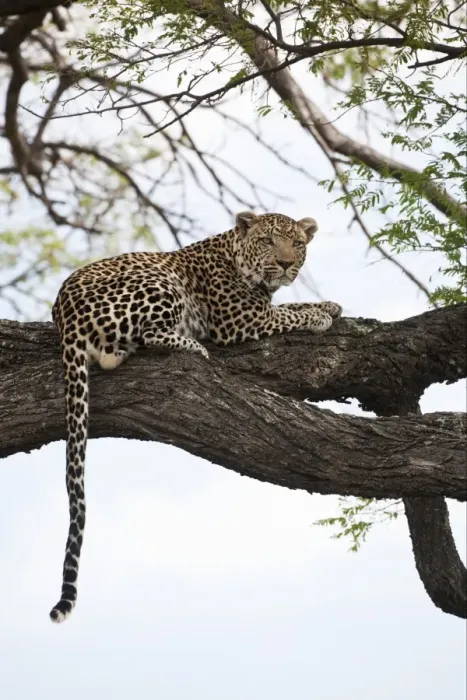 Framed Print : African Leopard (Panthera pardus pardus) adult, resting on tree branch, Okavango Delta, Botswana Framed Print : African Leopard (Panthera pardus pardus) adult, resting on tree branch, Okavango Delta, Botswana