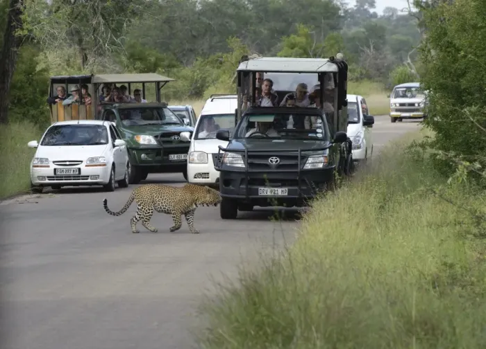 Framed Print : African Leopard (Panthera pardus pardus) adult, walking across road with safari vehicles and watching tourists, Kruger N. P. Mpumalanga, South Africa