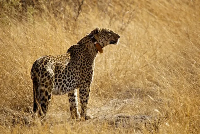 Framed Print : African Leopard (Panthera pardus pardus) adult, wearing radio tracking collar, standing in dry grass Framed Print : African Leopard (Panthera pardus pardus) adult, wearing radio tracking collar, standing in dry grass