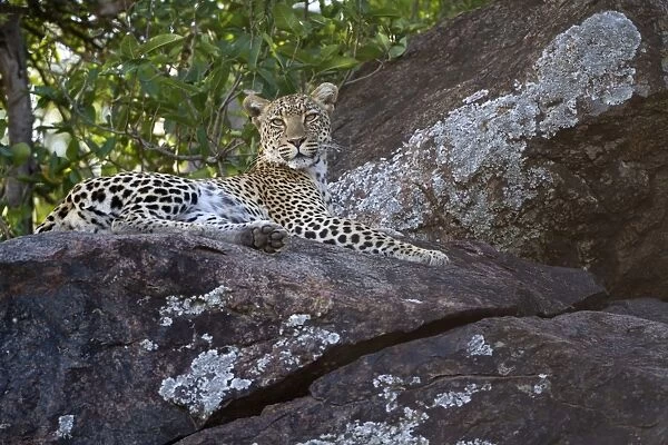 African Leopard (Panthera pardus pardus) adult, resting on rocks, Serengeti N. P. Tanzania, December
