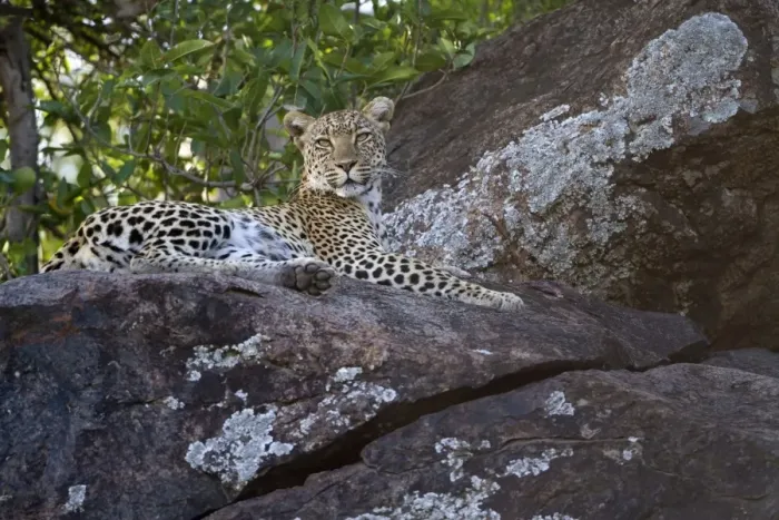 Framed Print : African Leopard (Panthera pardus pardus) adult, resting on rocks, Serengeti N. P. Tanzania, December Framed Print : African Leopard (Panthera pardus pardus) adult, resting on rocks, Serengeti N. P. Tanzania, December