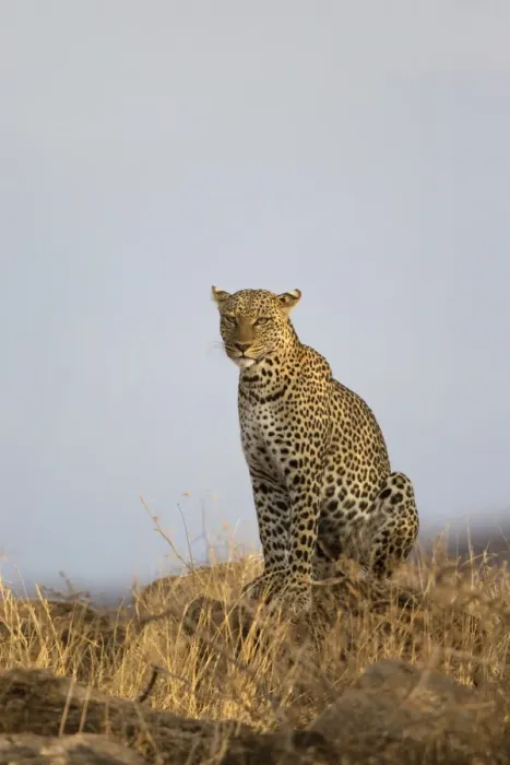 Framed Print : African Leopard (Panthera pardus pardus) adult, sitting in dry savannah, Samburu National Reserve, Kenya, August Framed Print : African Leopard (Panthera pardus pardus) adult, sitting in dry savannah, Samburu National Reserve, Kenya, August