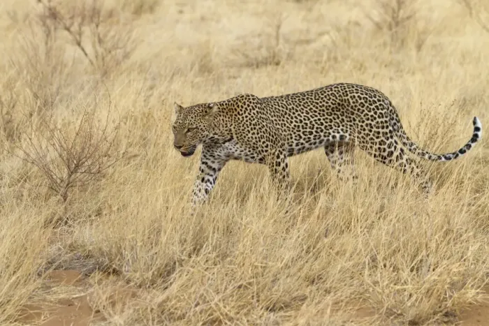Framed Print : African Leopard (Panthera pardus pardus) adult, walking in dry savannah, Samburu National Reserve, Kenya, August