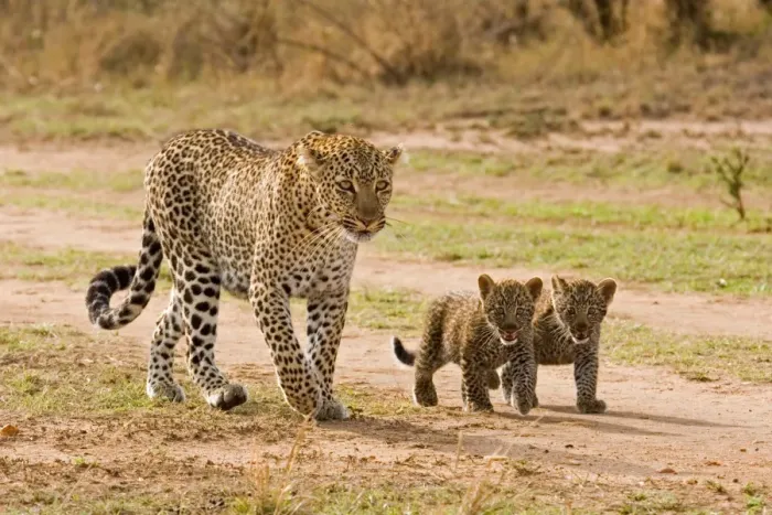 Framed Print : African Leopard (Panthera pardus pardus) adult female with two cubs, walking, Masai Mara, Kenya Framed Print : African Leopard (Panthera pardus pardus) adult female with two cubs, walking, Masai Mara, Kenya