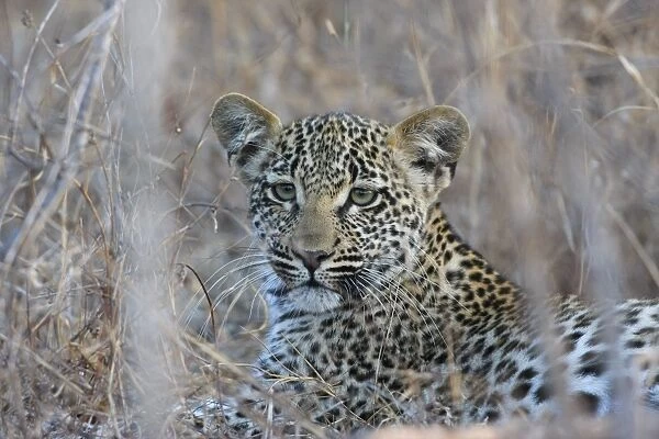 African Leopard (Panthera pardus pardus) cub, laying amongst dry grass, South Africa