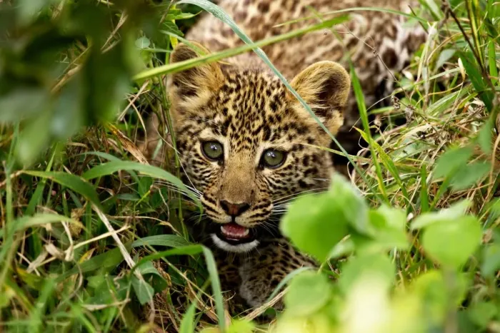 Framed Print : African Leopard (Panthera pardus pardus) cub, crouched amongst vegatation, Masai Mara, Kenya, August Framed Print : African Leopard (Panthera pardus pardus) cub, crouched amongst vegatation, Masai Mara, Kenya, August