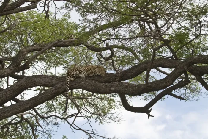 Framed Print : African Leopard rests on tree branch - Botswana Framed Print : African Leopard rests on tree branch - Botswana