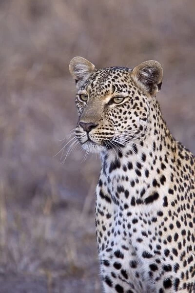 African Leopard - South Africa