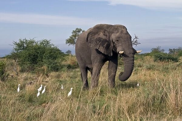 African Male Elephant with Cattle egrets who are looking for insect to feed