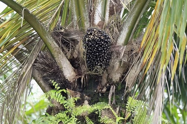African Oil Palm (Elaeis guineensis) fruit in tree, Labuk Bay, Sabah, Borneo, Malaysia