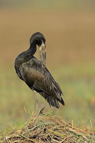 African Open-billed Stork (Anastomus lamelligerus) adult, preening, standing on mound of vegetation, Chobe River