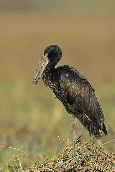 African Open-billed Stork (Anastomus lamelligerus) adult, standing on mound of vegetation, Chobe River, Chobe N. P