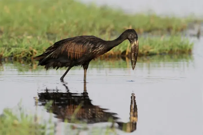 Framed Print : African Open-billed Stork (Anastomus lamelligerus) adult, foraging in wetland, Chobe N. P. Botswana Framed Print : African Open-billed Stork (Anastomus lamelligerus) adult, foraging in wetland, Chobe N. P. Botswana