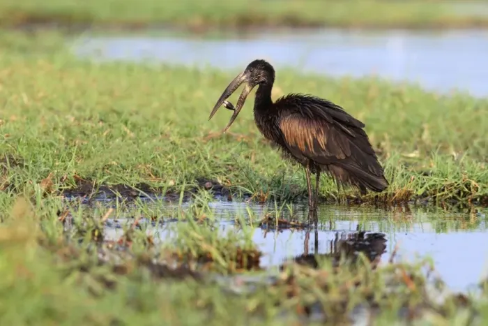Framed Print : African Open-billed Stork (Anastomus lamelligerus) adult, with shellfish in beak, feeding in wetland, Chobe N. P. Botswana Framed Print : African Open-billed Stork (Anastomus lamelligerus) adult, with shellfish in beak, feeding in wetland, Chobe N. P. Botswana