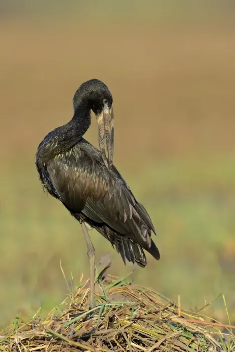 Framed Print : African Open-billed Stork (Anastomus lamelligerus) adult, preening, standing on mound of vegetation, Chobe River Framed Print : African Open-billed Stork (Anastomus lamelligerus) adult, preening, standing on mound of vegetation, Chobe River