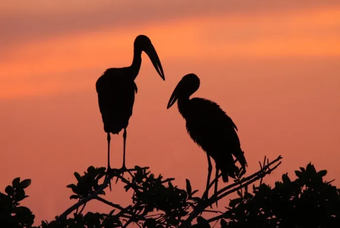 Framed Print : African Open-billed Stork (Anastomus lamelligerus) two adults, perched on branches at roost, silhouetted at sunset, Okavango Delta, Botswana Framed Print : African Open-billed Stork (Anastomus lamelligerus) two adults, perched on branches at roost, silhouetted at sunset, Okavango Delta, Botswana