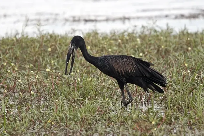 Framed Print : African Openbill Stork - Okavango Delta Botswana Framed Print : African Openbill Stork - Okavango Delta Botswana