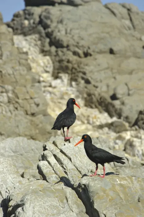 Framed Print : African Oystercatcher (Haematopus moquini) two adults, standing on coastal rocks, South Africa