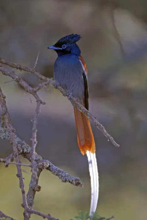 Framed Print : African Paradise-flycatcher (Terpsiphone viridis ferreti) Ethiopian subspecies, adult male, perched on twig, Lake Debre Zeik, Ethiopia Framed Print : African Paradise-flycatcher (Terpsiphone viridis ferreti) Ethiopian subspecies, adult male, perched on twig, Lake Debre Zeik, Ethiopia