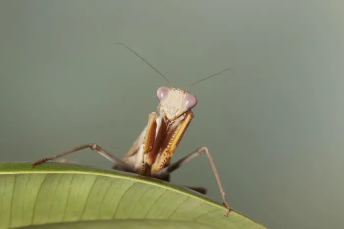 Framed Print : African Praying Mantis (Sphodromantis lineola) adult, resting on leaf (captive)