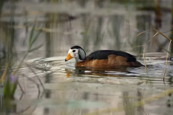 Framed Print : African Pygmy Goose (Nettapus auritus) adult, swimming on lake, Lake Awassa, Great Rift Valley, Ethiopia Framed Print : African Pygmy Goose (Nettapus auritus) adult, swimming on lake, Lake Awassa, Great Rift Valley, Ethiopia