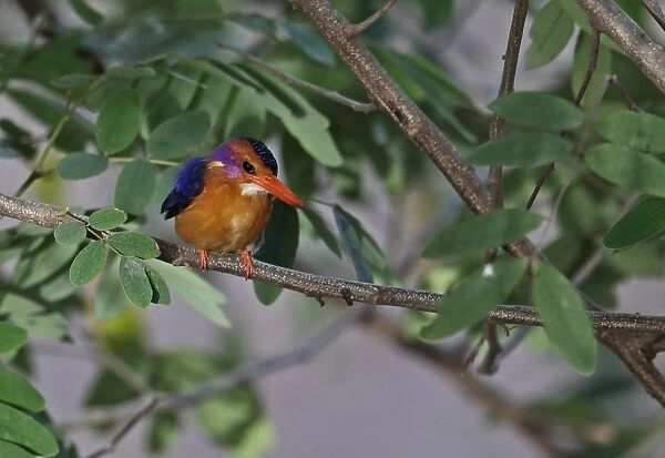 African Pygmy Kingfisher (Ispidina picta) adult, perched on branch, Mole N. P. Ghana, February