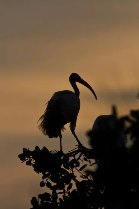 Framed Print : African Sacred Ibis at sunset - Okavango Delta - Botswana Framed Print : African Sacred Ibis at sunset - Okavango Delta - Botswana